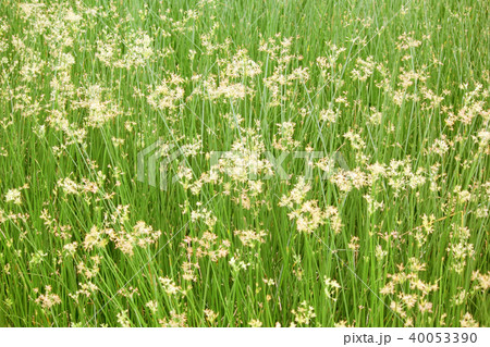 beautiful cyperus alternifolius field 40053390
