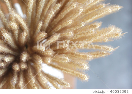 dried flowers in vase as background or texture 40053392