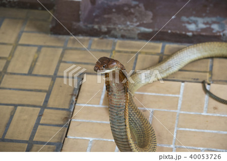 Close-up king cobra head. Close-up king cobra head. 40053726