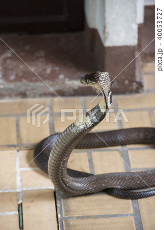 Cobra snake close-up Cobra snake close-up 40053727
