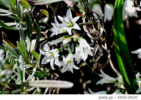 三鷹中原に咲くミツカドネギ アリウム・トリケトラム 40053820