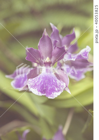 Light pastel poster with beautiful purple orchid Light pastel poster with beautiful purple orchid 40053825