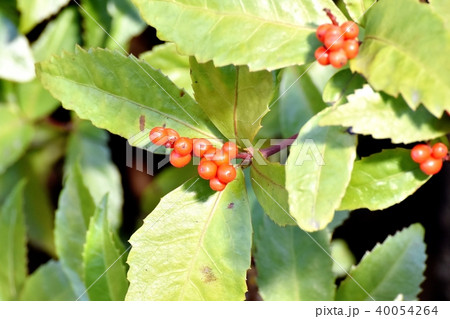 三鷹中原になるセンリョウの実 40054264
