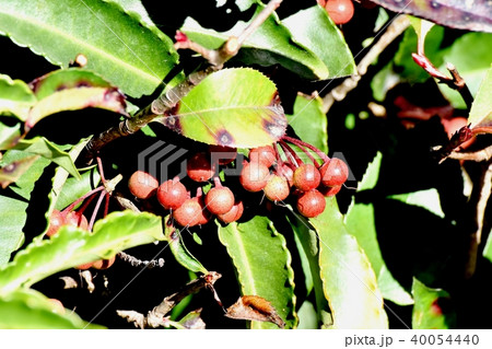 三鷹中原になる未完熟なマンリョウの実 40054440