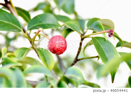 三鷹中原になるヤマボウシの赤い実 三鷹中原になるヤマボウシの赤い実 40054441