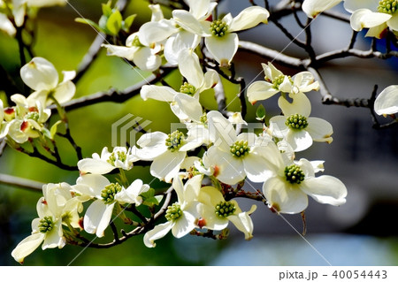 三鷹中原に咲くハナミズキ 40054443