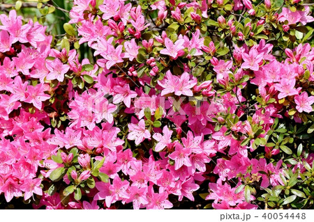 三鷹中原に咲くツツジ 三鷹中原に咲くツツジ 40054448