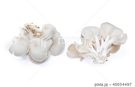 white oyster mushroom isolated on white background white oyster mushroom isolated on white background 40054497