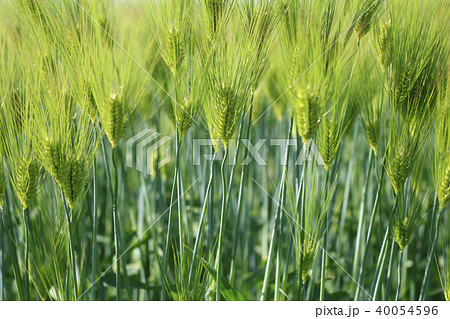 風薫る初夏の麦畑 風薫る初夏の麦畑 40054596