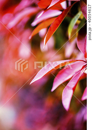 紅かなめとカラフルバック④ 40054617