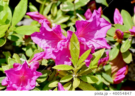 三鷹中原に咲くツツジ 三鷹中原に咲くツツジ 40054847