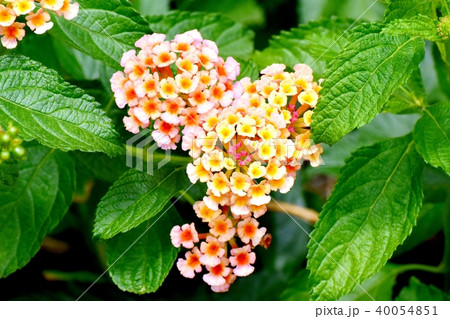 三鷹中原に咲くランタナ 40054851
