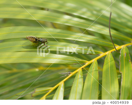 日本最小のセミ　イワサキクサゼミ 40054939