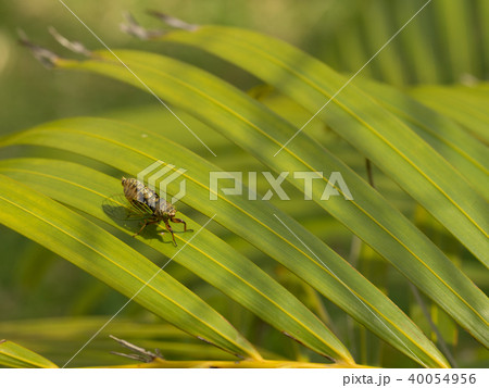 日本最小のセミ　イワサキクサゼミ 40054956