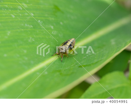 日本最小のセミ　イワサキクサゼミ 40054991