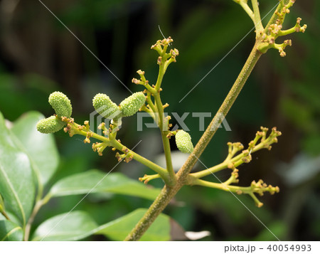 日本最小のセミ　イワサキクサゼミ 40054993