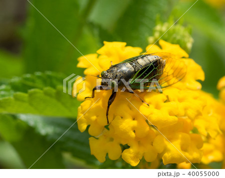 日本最小のセミ　イワサキクサゼミ 40055000
