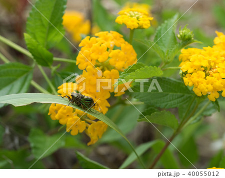 日本最小のセミ　イワサキクサゼミ 40055012