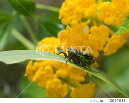 日本最小のセミ　イワサキクサゼミ 40055013