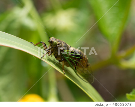 日本最小のセミ　イワサキクサゼミ 40055078