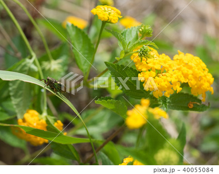 日本最小のセミ イワサキクサゼミ 日本最小のセミ イワサキクサゼミ 40055084