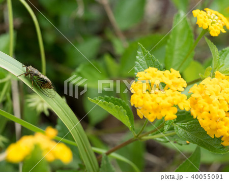 日本最小のセミ イワサキクサゼミ 日本最小のセミ イワサキクサゼミ 40055091