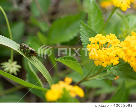 日本最小のセミ　イワサキクサゼミ 40055093