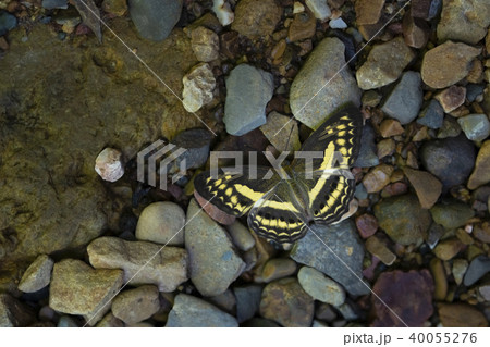 Butterfly is feeding from the ground. 40055276