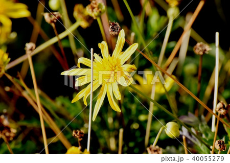 三鷹中原に咲く黄色いマーガレットコスモス 40055279