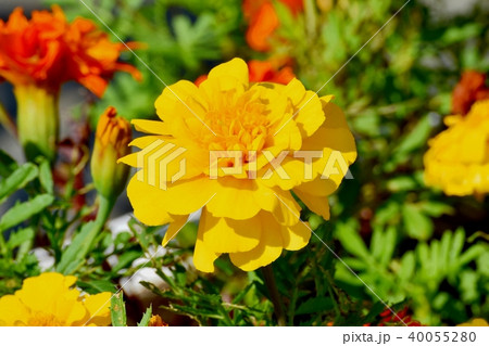 三鷹仙川公園に咲くマリーゴールド 40055280