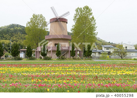 チューリップ畑（安来市伯太） 40055298