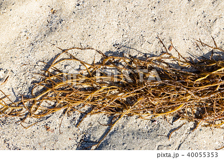 オゴノリ オゴノリ 40055353