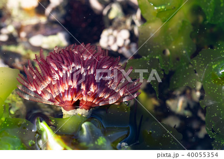 ケヤリムシ ケヤリムシ 40055354