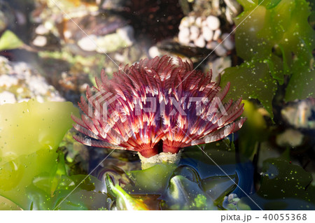 ケヤリムシ ケヤリムシ 40055368