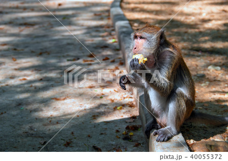 Monkey macaques sit by the road and eat corn. Monkey macaques sit by the road and eat corn. 40055372