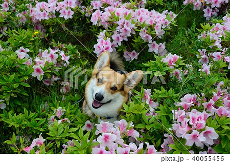 ツツジに笑う ツツジに笑う 40055456