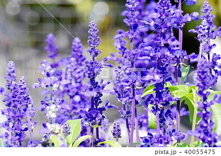 三鷹仙川公園に咲くブルーサルビア 40055475