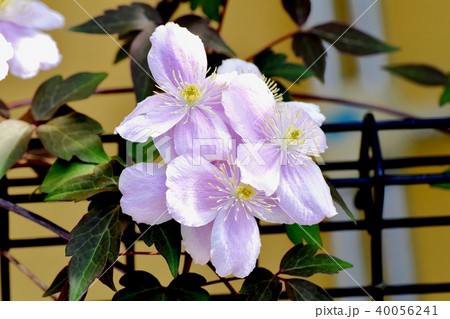 三鷹中原に咲くクレマチス 40056241