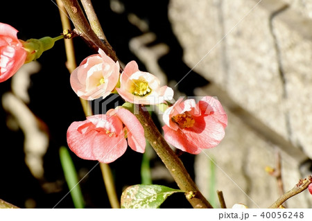 三鷹中原に咲くボケ(木瓜)の花 三鷹中原に咲くボケ(木瓜)の花 40056248