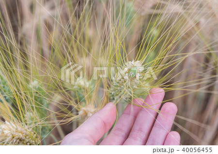 Green stink bug on barley ear in woman hand Green stink bug on barley ear in woman hand 40056455