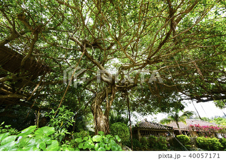 沖縄のガジュマル 沖縄のガジュマル 40057171