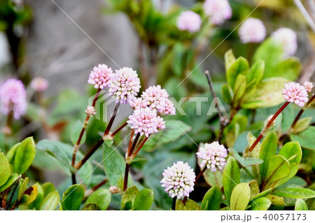 三鷹中原に咲くヒメツルソバ 三鷹中原に咲くヒメツルソバ 40057173
