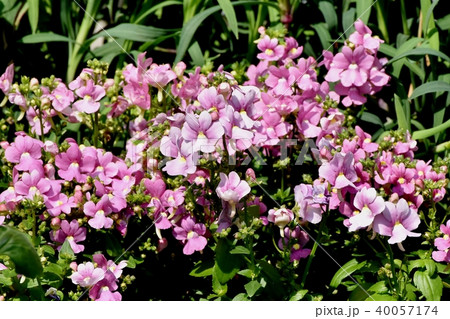 三鷹中川に咲くリナリア(ヒメキンギョソウ) 三鷹中川に咲くリナリア(ヒメキンギョソウ) 40057174