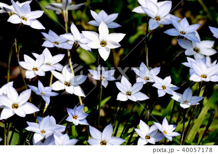 三鷹中原に咲くハナニラ 40057178