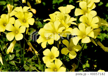 三鷹中原に咲くカタバミ 40057182