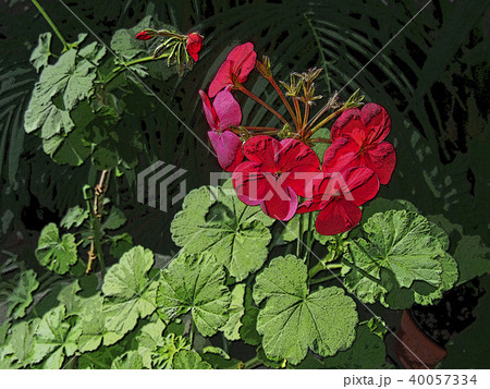 ゼラニウム 40057334