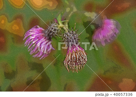アザミの花 40057336