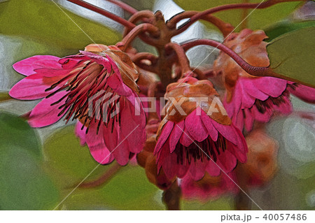 シャクナゲモドキ シャクナゲモドキ 40057486