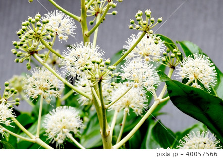 三鷹中原に咲くヤツデの白い花 40057566