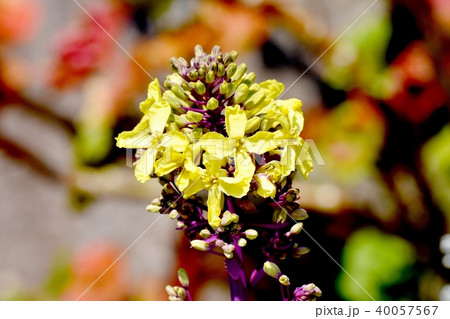 三鷹中原に咲くハボタンの花 40057567